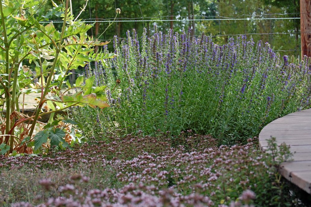 Der Kräutersaum am Staudenbeet versorgt die Bewohner:innen mit Ysop und Oregano.