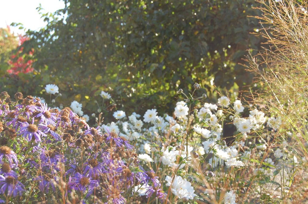 Die Herbstanemone in voller Blüte