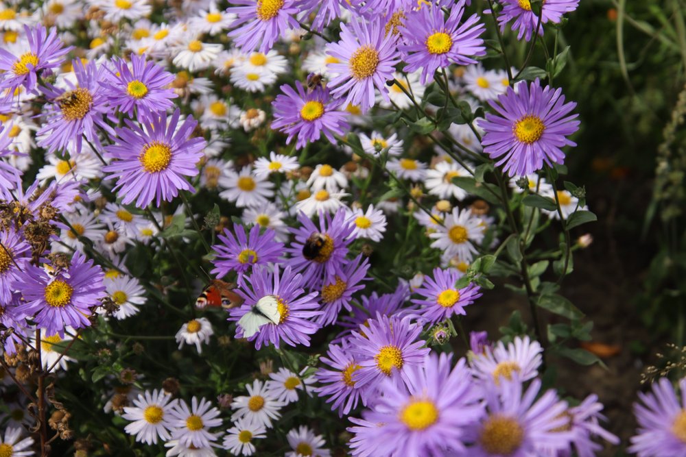 Verschiedene Insekten auf Nektarsuche in der blauen Sommer-Aster