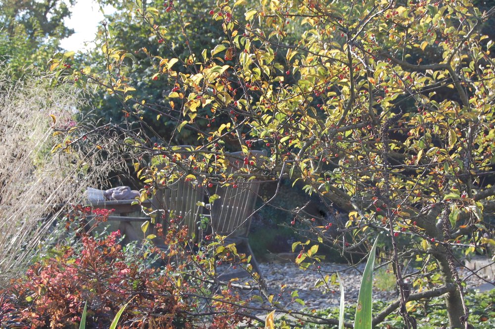  Zierapfel Tina, Wolfsmilch und Waldschmiele im herbstlichen Gegenlicht