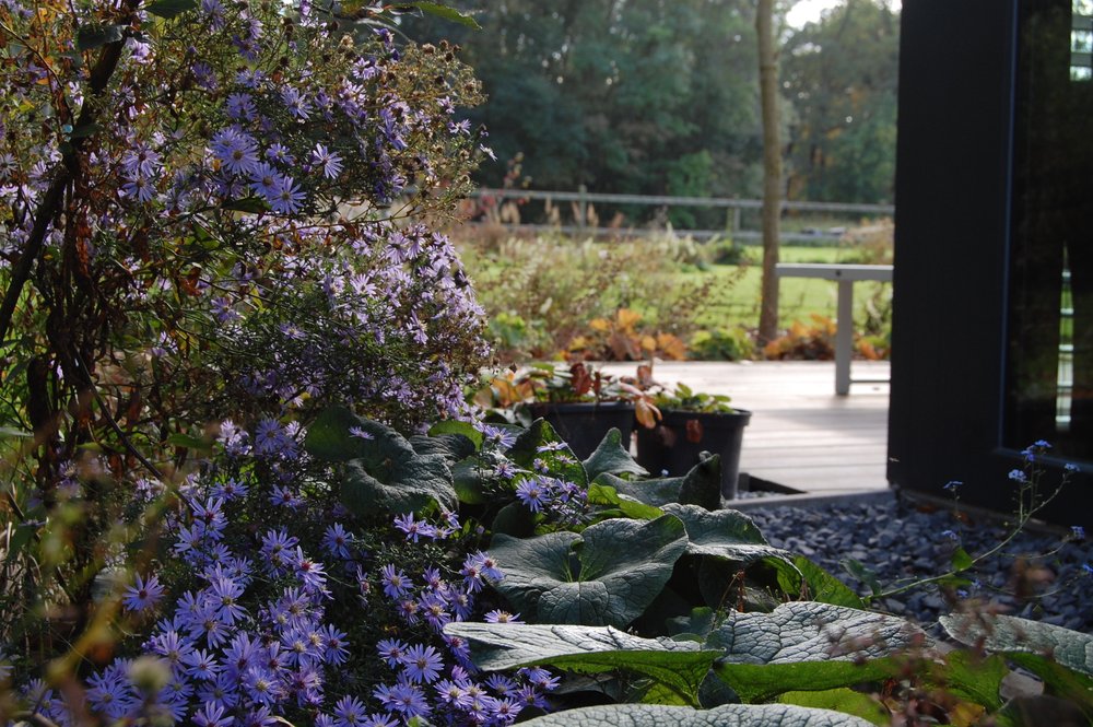 Blaue Wald-Aster und Vergissmeinnicht an der Westseite des Wohnhauses.