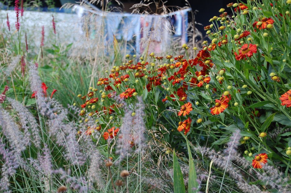 Weiche Gräsertexturen zur klaren Form der Sonnenbraut-Blüten in leuchtendem Orangerot.