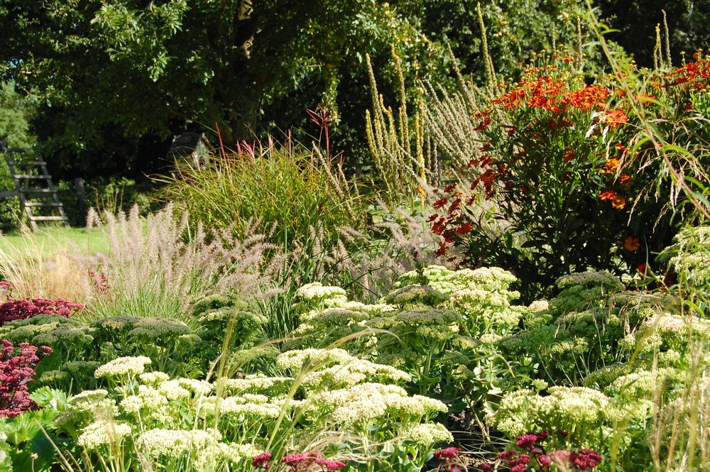 Wogende Gräser, Fetthennen-Arten, die Schirmchen-artigen Blüten der Sonnenbraut bilden zusammen mit den kerzenförmigen Blütenständen der Königskerze ein lebhaftes Ensemble.