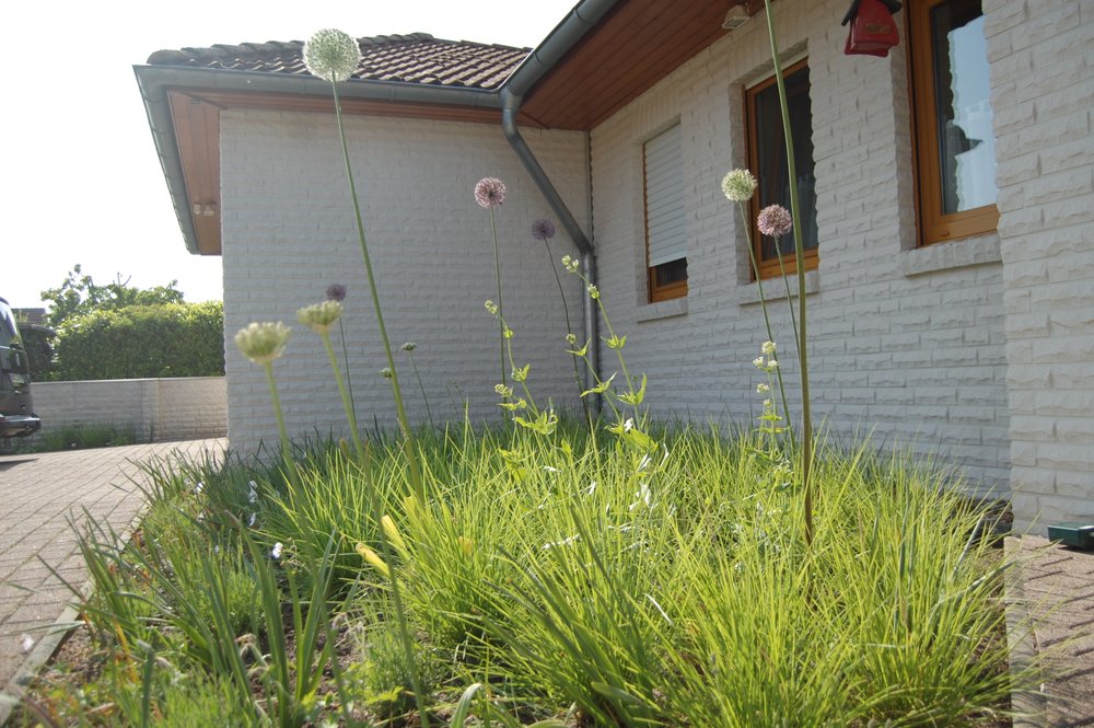 Eine einfache Mischung aus konkurrenzstarken Arten dominiert diesen Bereich. Herbst-Kopfgras, Storchschnabel und Spornblume.