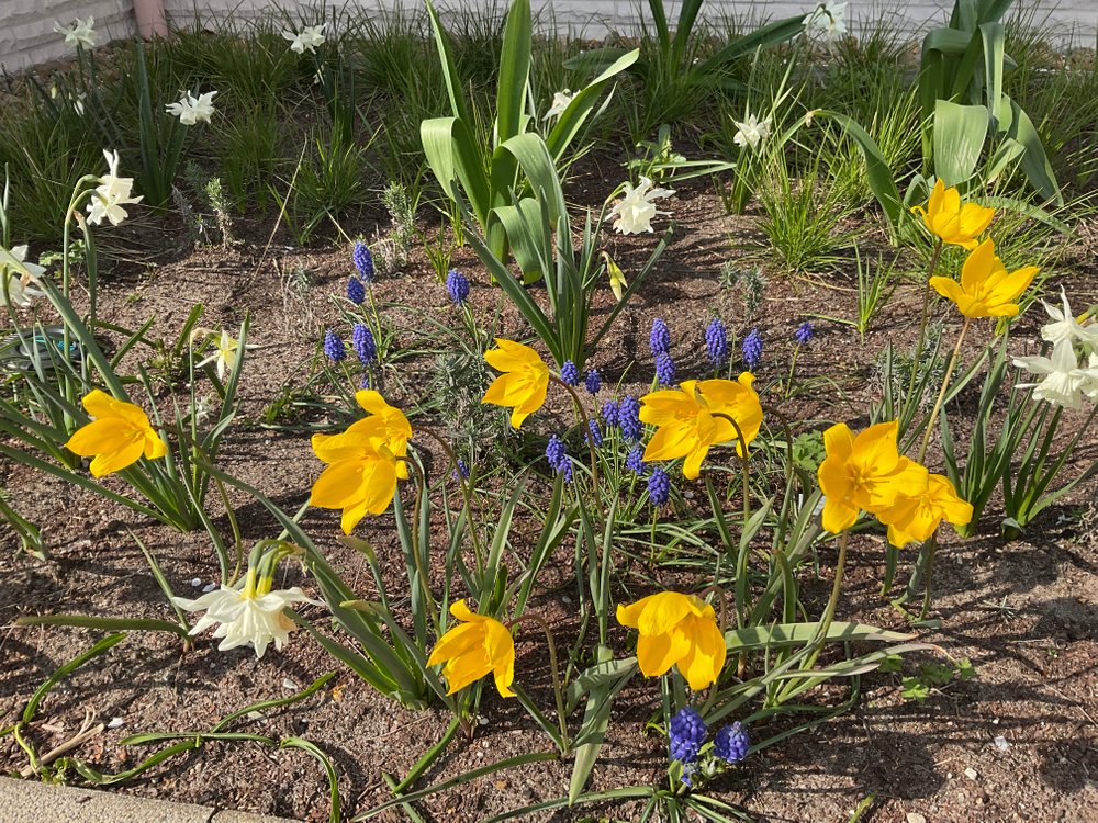 Erste Farbtupfer im Jahr. Wildtulpen, Traubenhyazinthen und Engelstränen-Narzissen.