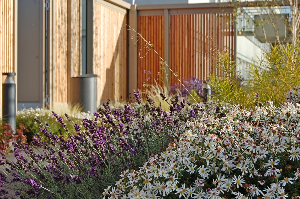 Herbst-Aster Niobe, Lavendel und der Blausternbusch in Herbstfärbung