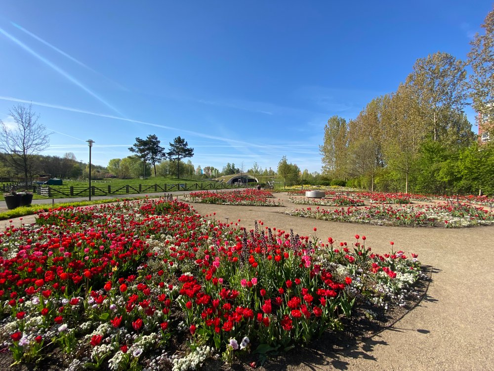 Das Farbschema über den Dahliengarten im Verlauf von Rot zu Gelb