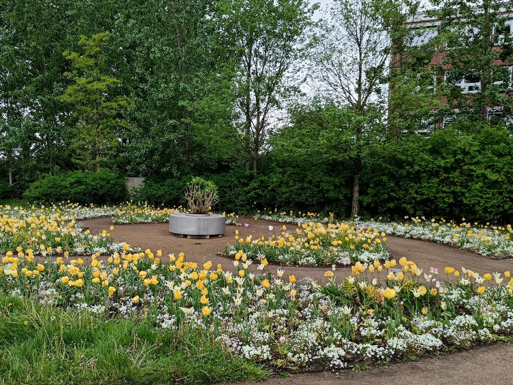 Verschiedene Tulpen schauen aus einem Teppich mit Lobularien und Anemonen