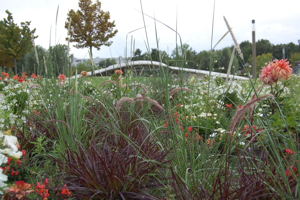 Rotes Lampenputzergras mit apricot-farbenen Dahlien