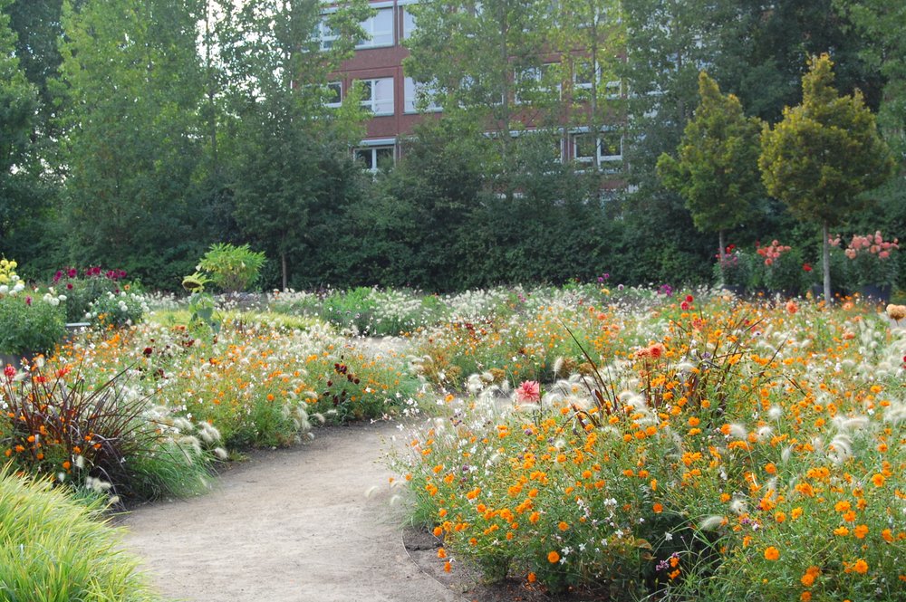 Fluffige Fülle im Dahliengarten