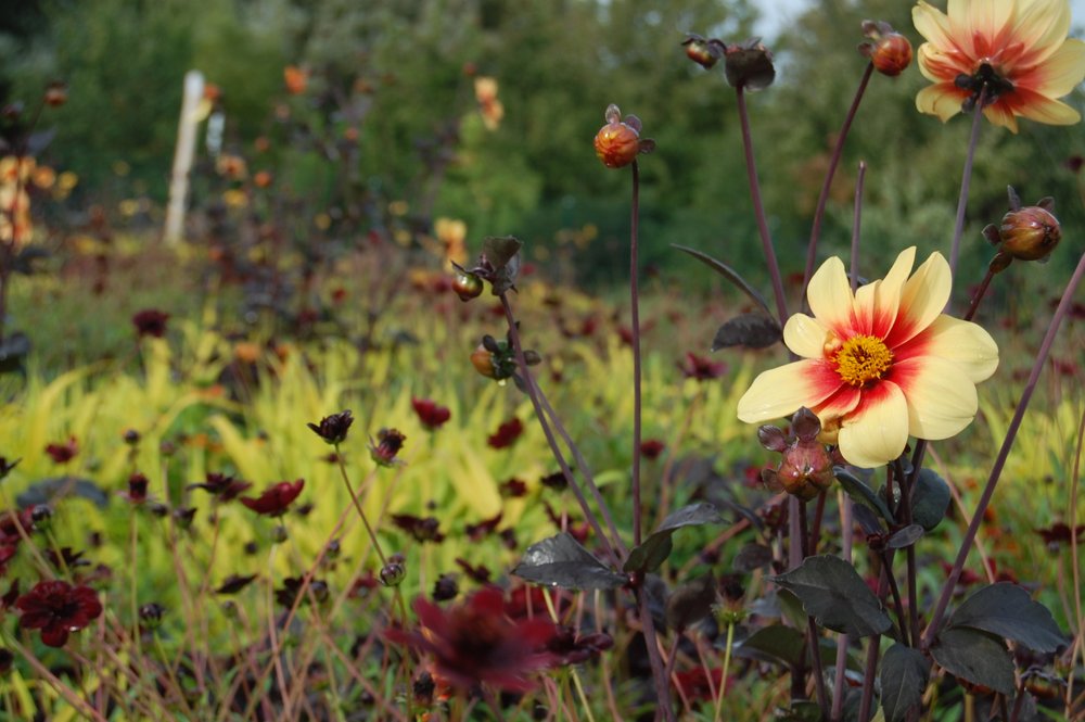 Dahlien und Schokoladenbume