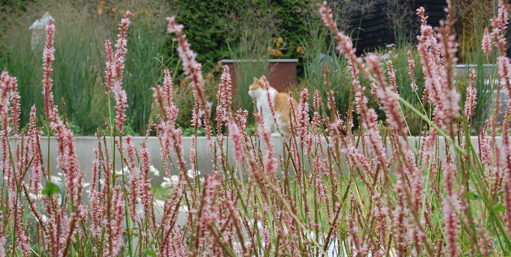 Gartenneugestaltung und Beratung mit Elke Lilje